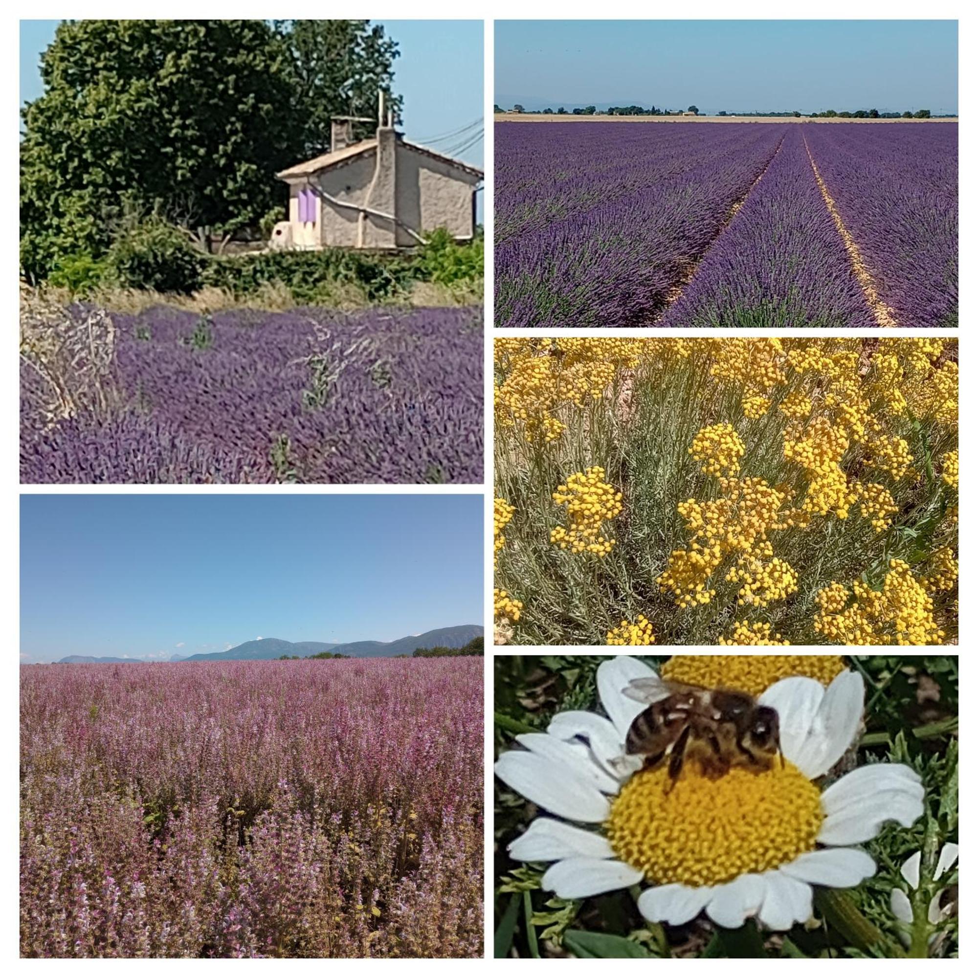 Entre Vignes & Piano 